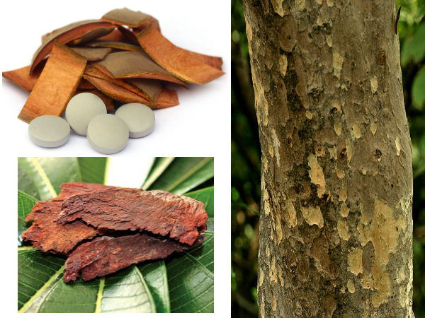 ಸಪ್ತಪರ್ಣದ ತೊಗಟೆ