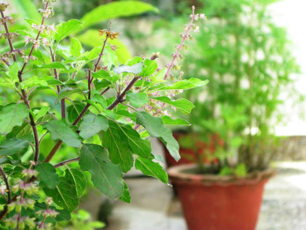ತುಳಸಿ ಎಲೆಗಳು