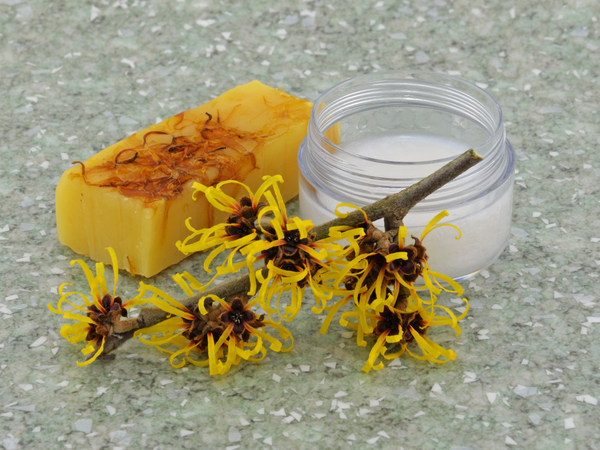 ವಿಚ್ ಹ್ಯಾಜೆಲ್ (Witch hazel)