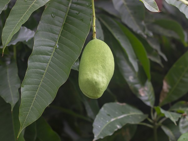 ಯಕೃತ್ ಮತ್ತು ಕರುಳುಗಳ ಆರೋಗ್ಯ ವೃದ್ಧಿಸುತ್ತದೆ