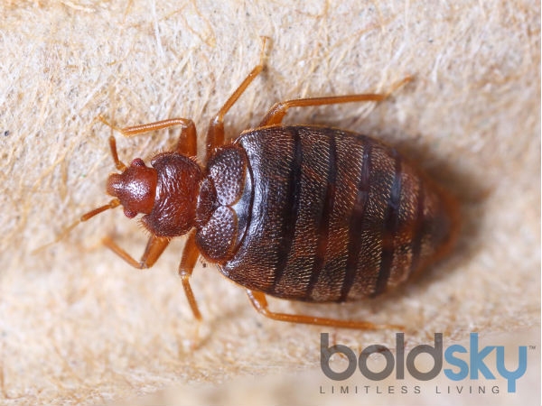 ಡಯಟೋಮೇಶಿಯಸ್ ಪುಡಿ
