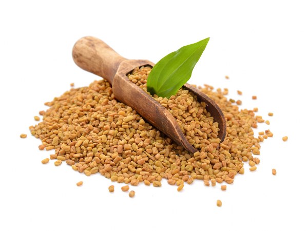 ಮೆಂತೆಕಾಳು ಎದೆ ಹಾಲು ಉತ್ಪತ್ತಿಯಲ್ಲಿ ಬಹಳ ಉಪಯುಕ್ತ