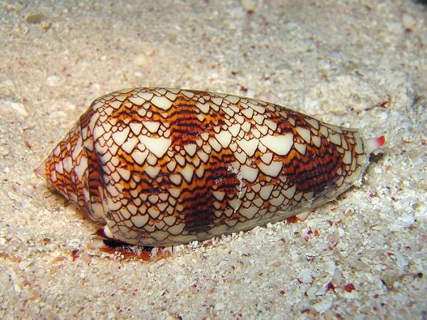 ಚಿಪ್ಪು ಬಸವನ ಹುಳು
