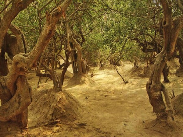 ವೃಂದಾವನ ತೋಟ