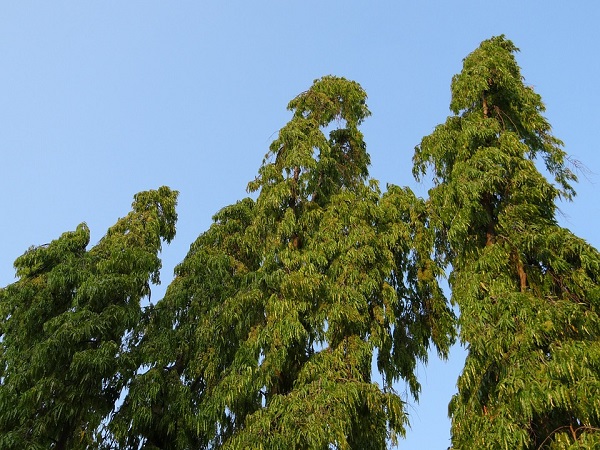 ಅಶೋಕ ಮರ ನೆಡಿ