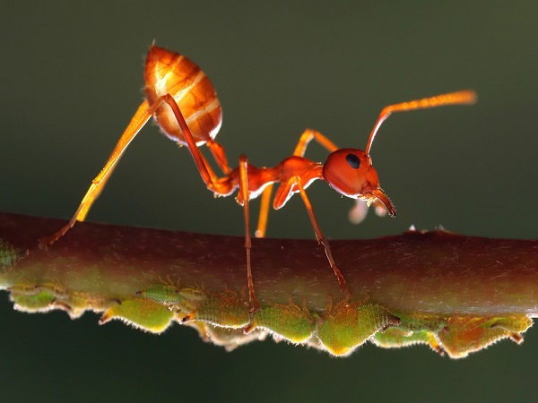 ಇರುವೆ ಬರದಂತೆ ತಡೆಯುವುದು