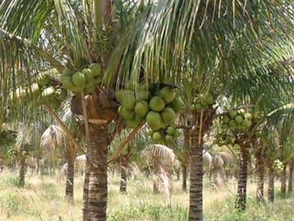 16. ಮಹಿಳೆಯರು ತೆಂಗಿನಕಾಯನ್ನು ಒಡೆಯುವುದಿಲ್ಲ