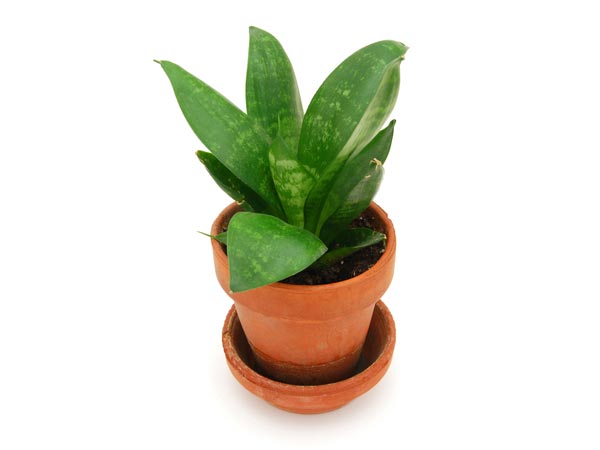 ಗಿಡಕ್ಕೆ ಗೊಬ್ಬರವಾಗಿ