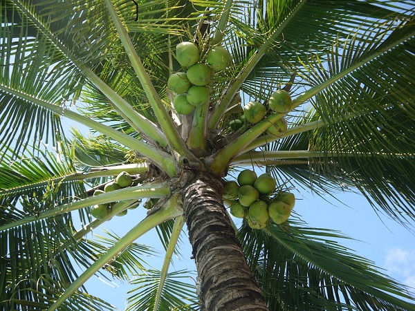 9. ಶನಿ ದೇವರಿಗೆ ಆರಾಧಿಸಿ