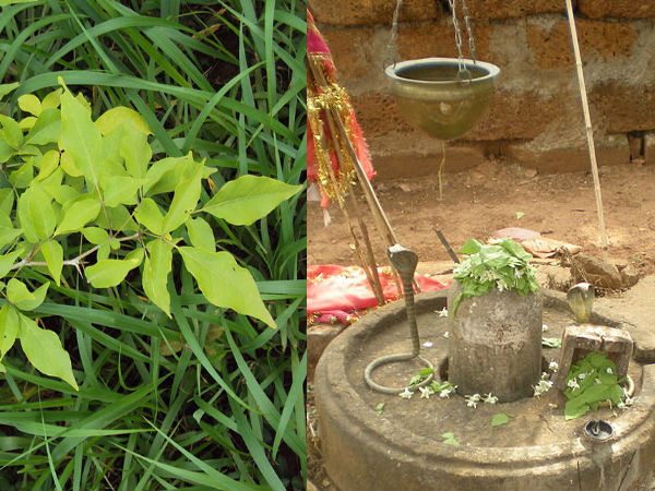 ಬಿಲ್ವ ಪತ್ರೆಯ ಮರ