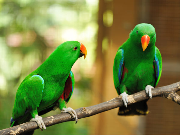 ಮಿಥುನ ರಾಶಿ: ಗಿಳಿ