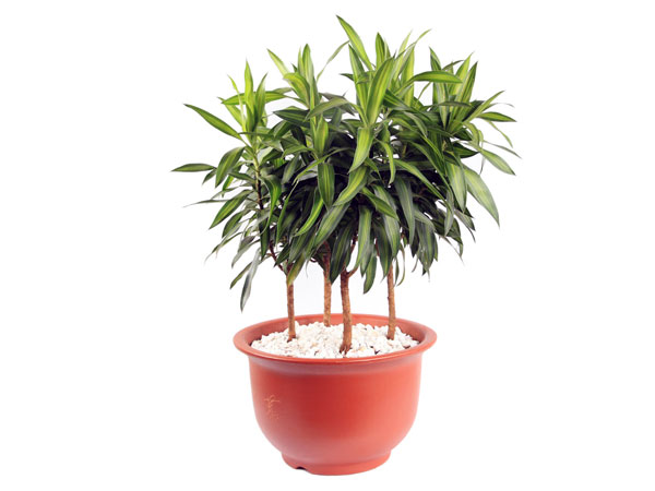 8. ಮನೆಯ ಗಿಡಗಳು