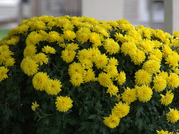 7. ಸೇವಂತಿಗೆ ಹೂ