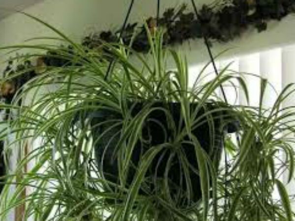 1. ಸ್ಪೈಡರ್ ಪ್ಲಾಂಟ್
