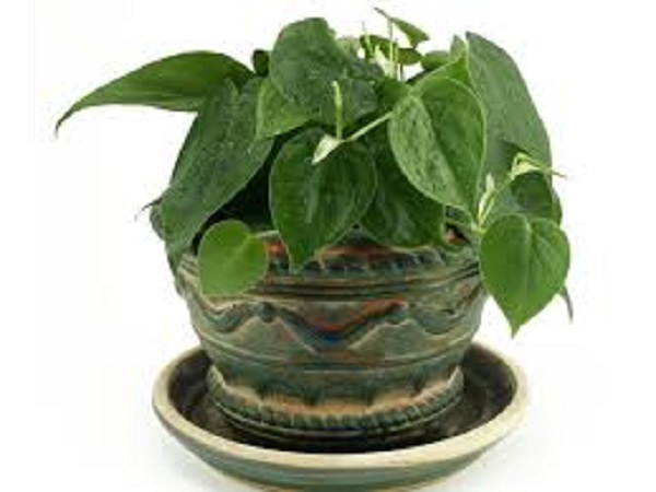 ಮನಿ ಪ್ಲಾಂಟ್ (ಸಸ್ಯಗಳು)