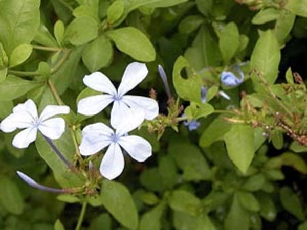 ಚಿತ್ರಕ್