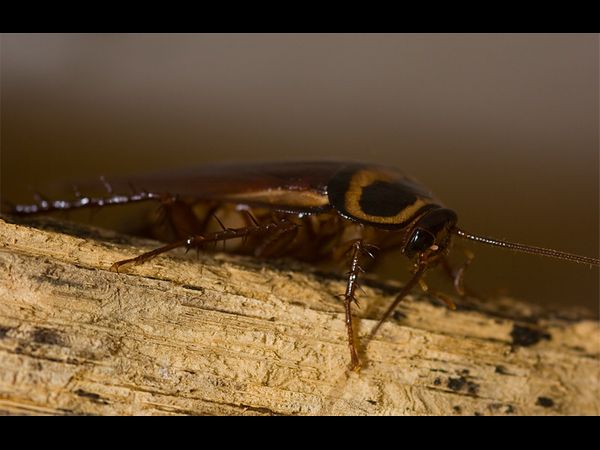 ಭವಿಷ್ಯದಲ್ಲಿ ಜಿರಳೆ ಹಾಲು