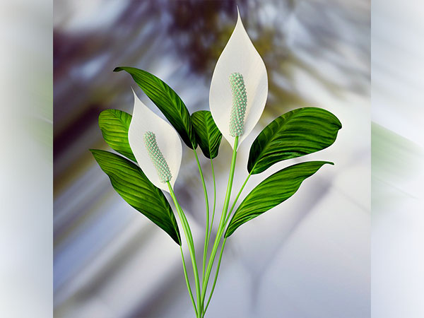 7. ಲಿಲ್ಲಿ ಗಿಡ