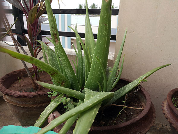 4. ಲೋಳೆಸರ