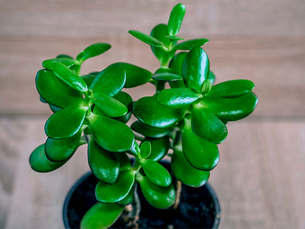 8. ಜಡೆ ಗಿಡ