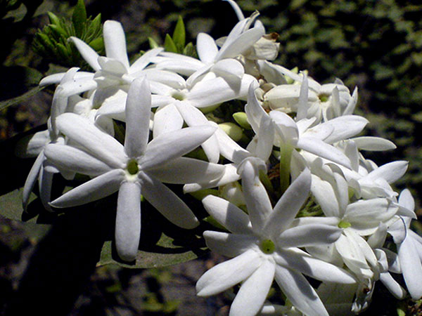 6. ಮಲ್ಲಿಗೆ ಹೂ