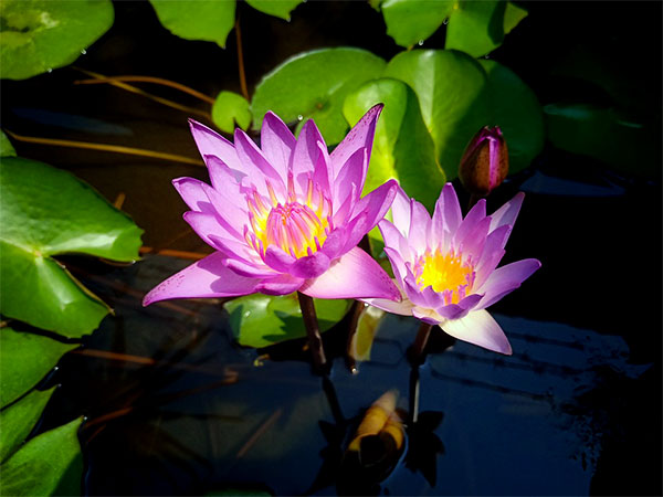 5. ತಾವರೆ ಗಿಡ