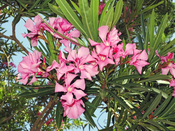 12. Oleander (ಗಣಗಲೆ ಹೂ)