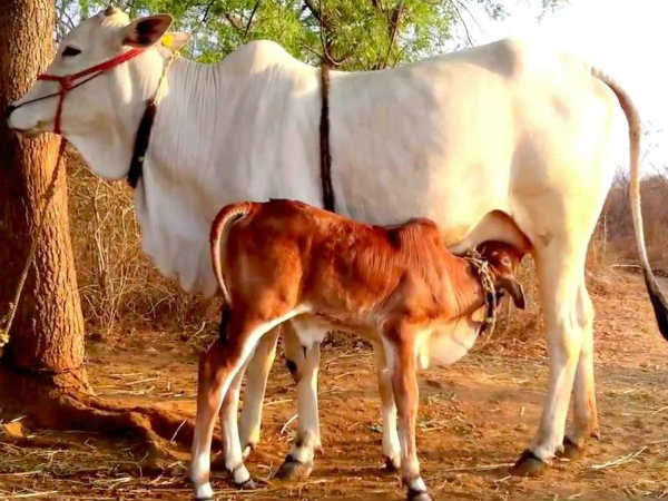 ಯಾರು ಬಳಸಬೇಕು?