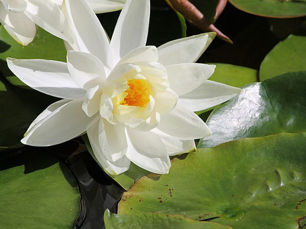 ದೇವಾಲಯ ಭೇಟಿ