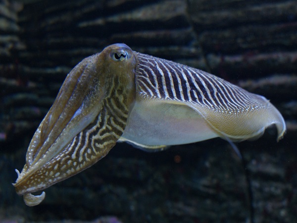 3. ಬೊಂಡಾಸ್ ಮೀನು (Squid)