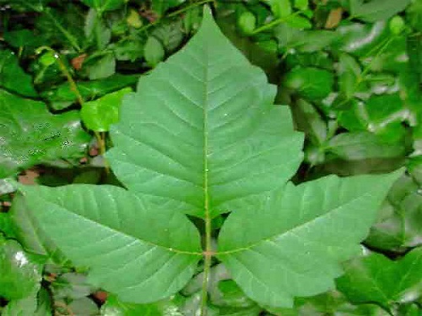 5. ರುಸ್ ಟಾಕ್ಸಿಕೋಡೆಂಡ್ರಾನ್ (Rhus toxicodendron)