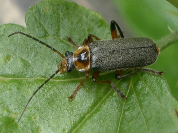 7. ಕಾಂಥಾರಿಸ್ (Cantharis)