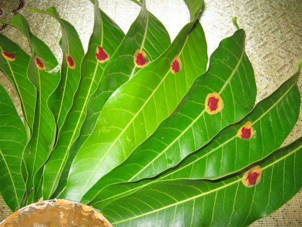 ಮಾವಿನ ಎಲೆ ಮತ್ತು ಬೇವಿನ ಎಲೆಗಳು: