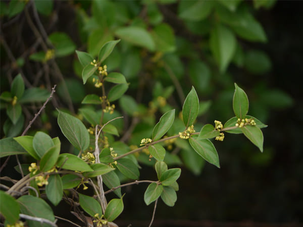 ಮಧುನಾಶಿನಿ