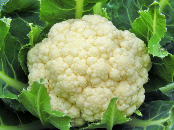13. ಹೂಕೋಸಿನ ಬಳಕೆ