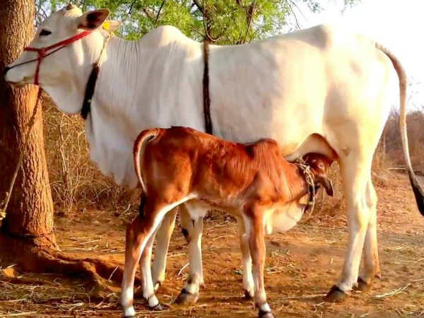 ಶಿವ ಪೂಜೆಗೆ ಬಿಲ್ವೆ ಪತ್ರೆ