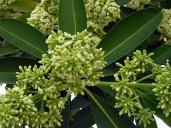 3.ಸರ್ವರೋಗ ನಿವಾರಕ ಔಷಧೀಯ ಗುಣ