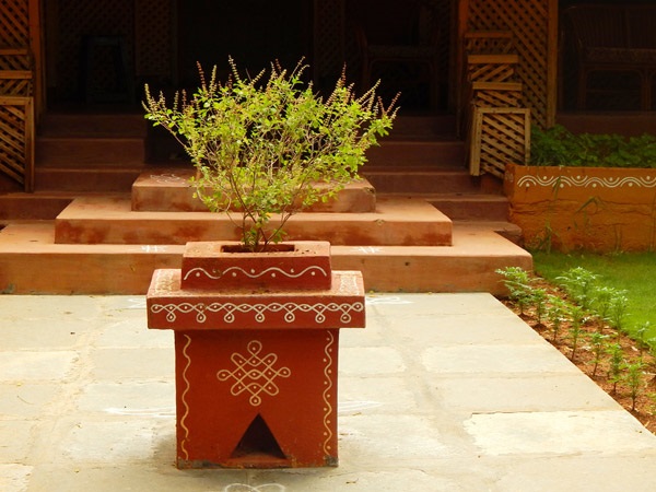 ವಾಸ್ತ ಪ್ರಕಾರ ತುಳಸಿ ಗಿಡ ಯಾವ ದಿಕ್ಕಿನಲ್ಲಿರಬೇಕು