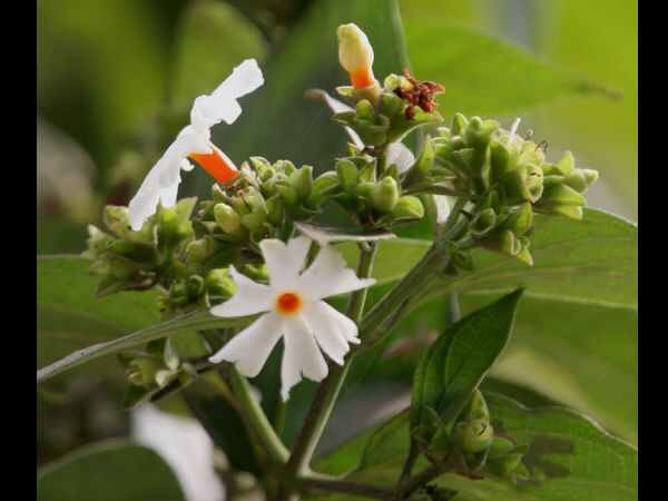 ಪೂಜೆಯಲ್ಲಿ ಪಾರಿಜಾತ