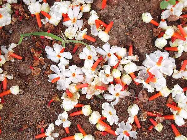 ಸಂಧಿವಾತ ನಿವಾರಣೆ ಮಾಡುವ ಪಾರಿಜಾತ