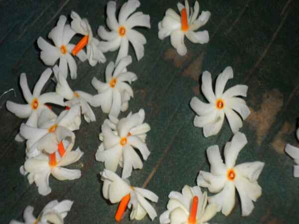 ಕೆಮ್ಮು, ಜಂತು ಹುಳ ನಿವಾರಣೆ