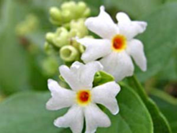 ಪಾರಿಜಾತ ಗಿಡ ಬೆಳೆಸುವುದು ಹೇಗೆ?