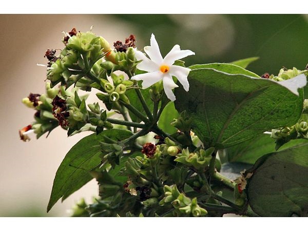 ಪಾರಿಜಾತ ಬೀಜ
