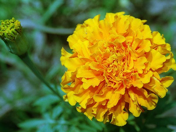 ಚೆಂಡು ಹೂ ಸಸ್ಯ