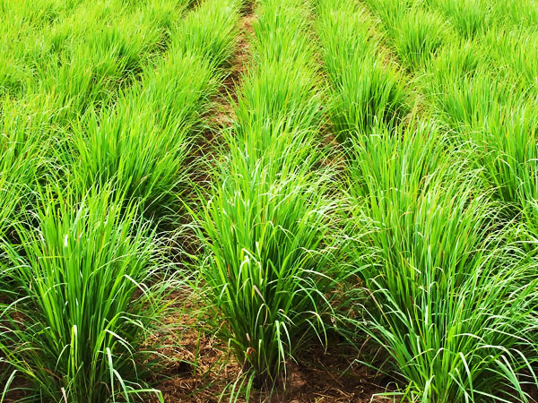 ನಿಂಬೆ ಹುಲ್ಲು