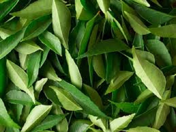 ಕೊತ್ತಂಬರಿ ಸೊಪ್ಪನ್ನು ತಾಜಾವಾಗಿ ಇಡುವುದು ಹೇಗೆ?