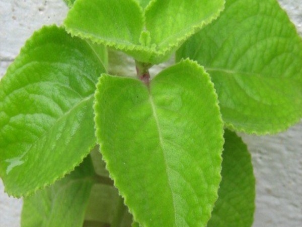 ತುರಿಕೆ, ಕಜ್ಜಿಗೆ ರಾಮಬಾಣ
