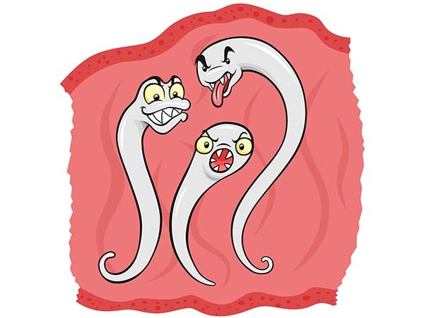 8. ಲಾಡಿಹುಳು ಅಥವಾ ಸೂಜಿಹುಳು