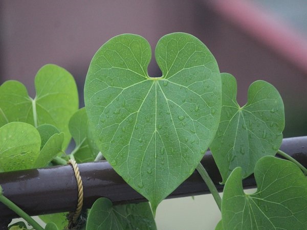 ಅಮೃತ ಬಳ್ಳಿ ಹೇಗೆ ಸಹಕಾರಿ?