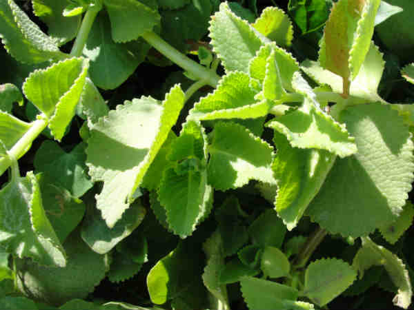 ದೊಡ್ಡ ಪತ್ರೆ ಎಣ್ಣೆ: